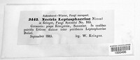 Macroconia leptosphaeriae image